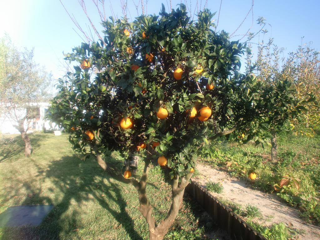 阿泽陶Quinta Da Harmonia公寓 外观 照片